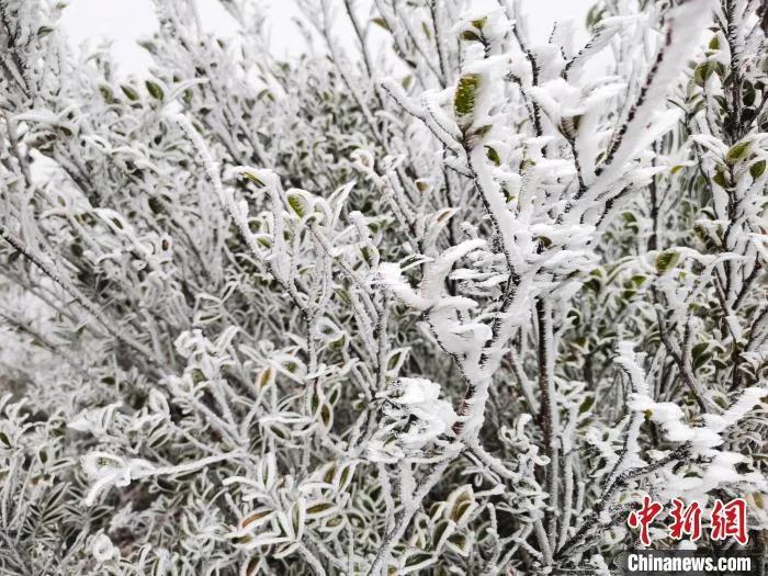 今日小寒丨綠蟻新醅酒，紅泥小火爐