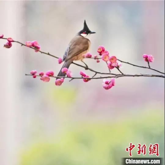 今日小寒丨綠蟻新醅酒，紅泥小火爐