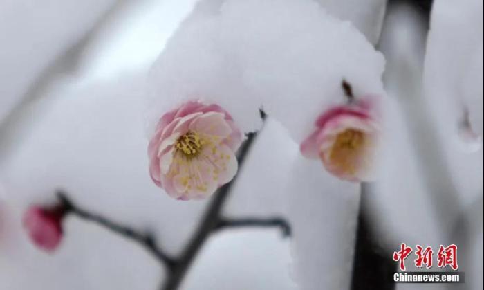 今日小寒丨綠蟻新醅酒，紅泥小火爐