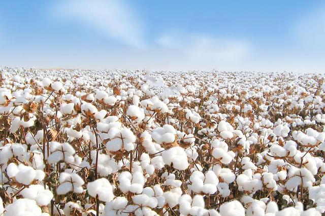 陸宴輝：棉花種到哪里，植保衛(wèi)士就扎根到哪里