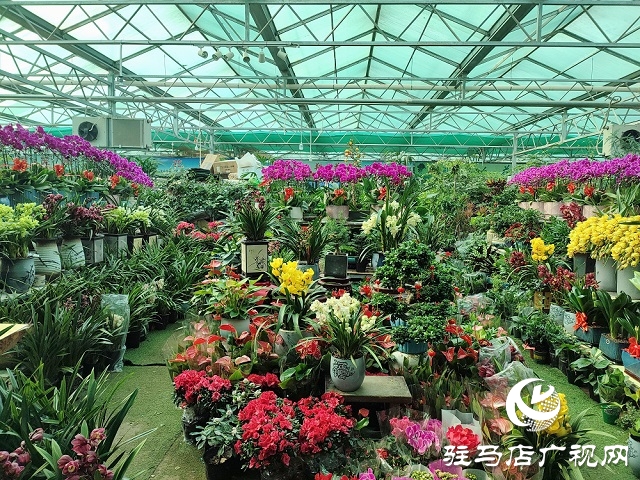 百花迎新春 虎年要來(lái)到