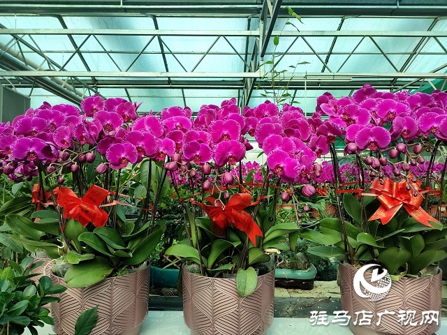 百花迎新春 虎年要來(lái)到