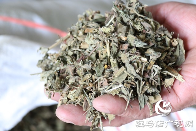 駐馬店：藥材資源得天獨(dú)厚 加力中國(guó)“藥谷”建設(shè)