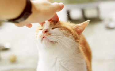 患上罕見“貓抓病”？ 專家提醒：“擼貓”需謹(jǐn)慎