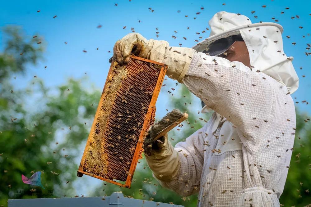 蜂蜜為什么不會(huì)變質(zhì)？