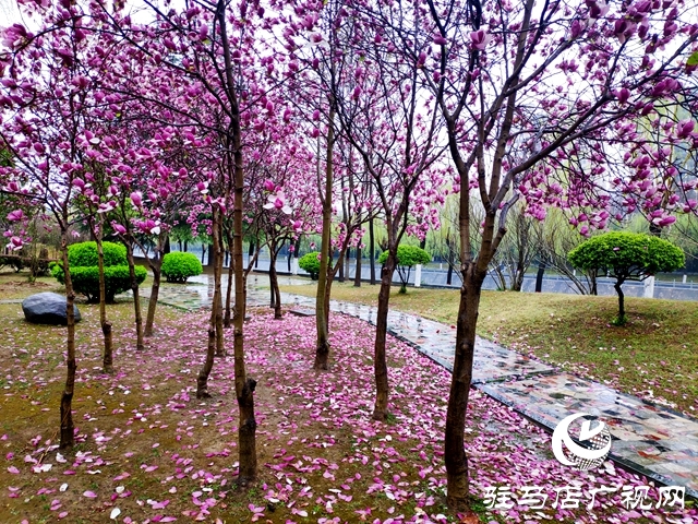 駐馬店市風雨無心陣陣摧 落花繾綣款款來