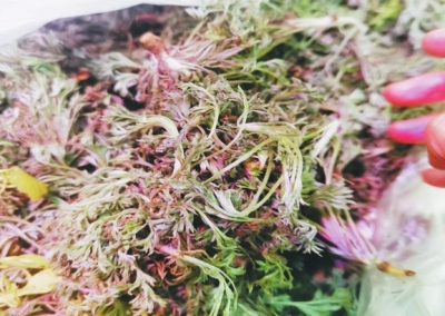 時(shí)令野菜走進(jìn)超市 哪些新鮮野菜可嘗？快收好這份野菜食譜
