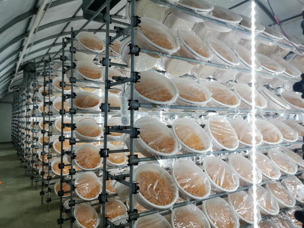 新華全媒+丨科學(xué)種糧·智能育菇·數(shù)字養(yǎng)魚——一個(gè)國(guó)家現(xiàn)代農(nóng)業(yè)示范區(qū)的轉(zhuǎn)型見聞