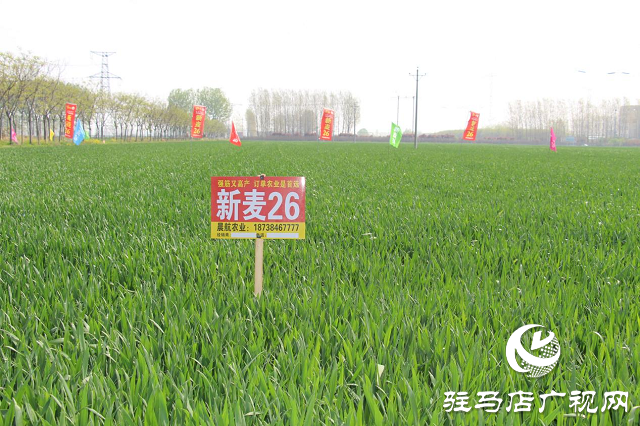 駐馬店市農(nóng)技植保站：加強小麥中后期管理 確保夏糧豐收