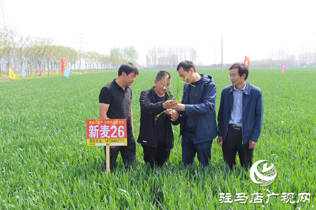 駐馬店市農(nóng)技植保站：加強小麥中后期管理 確保夏糧豐收