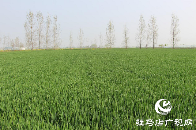 駐馬店市農(nóng)技植保站：加強小麥中后期管理 確保夏糧豐收