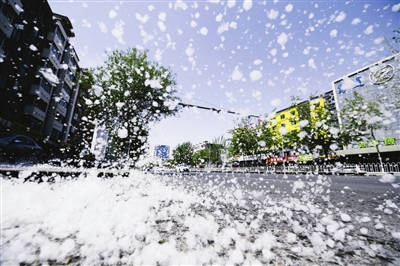 飛絮會不會傳播新冠病毒？易過敏人群應(yīng)如何做好防護？