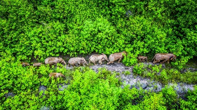 生物多樣性保護(hù)：在美麗的中國，看生機(jī)如此盎然