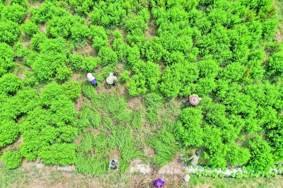 青蒿素問世50年：佑護人類健康的中國智慧