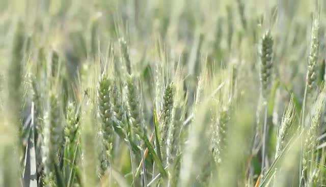 夏天要來了，立夏時節(jié)的專屬農(nóng)事、美食知多少？