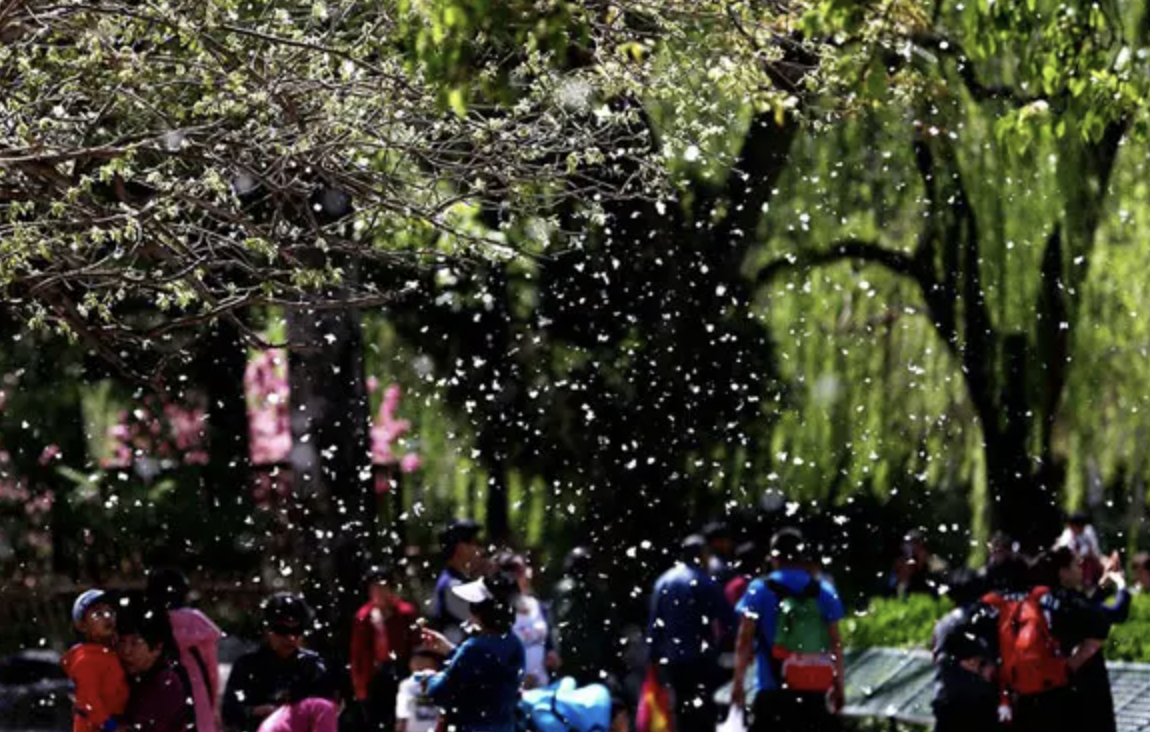 飛絮能加速傳播病毒？新冠肺炎疫情當(dāng)前，謠言別添亂