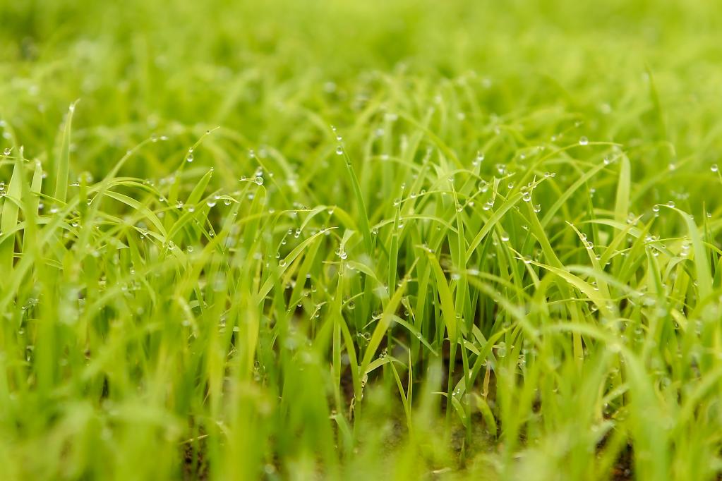 “糧袋子”有保障 穩(wěn)價格有支撐——透視新形勢下的中國糧