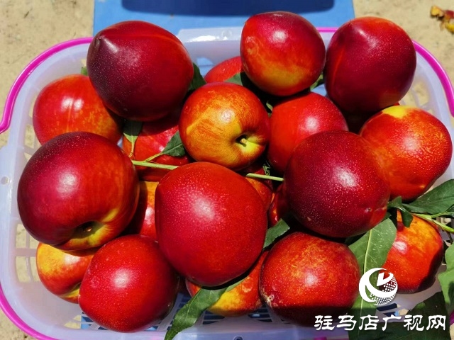 駐馬店市驛城區(qū)蟻蜂鎮(zhèn):新鮮打卡地 油桃采摘季