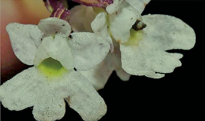 保護野生植物，國家植物園只是一個新開始