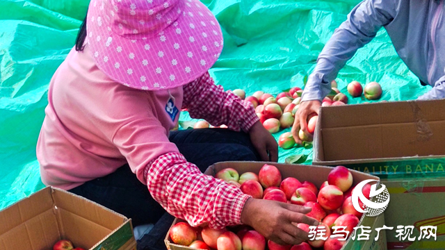 泌陽(yáng)縣黃山口鄉(xiāng)：崗上油桃紅似火，幸福生活比蜜甜