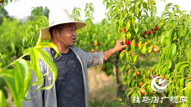 泌陽(yáng)縣黃山口鄉(xiāng)：崗上油桃紅似火，幸福生活比蜜甜