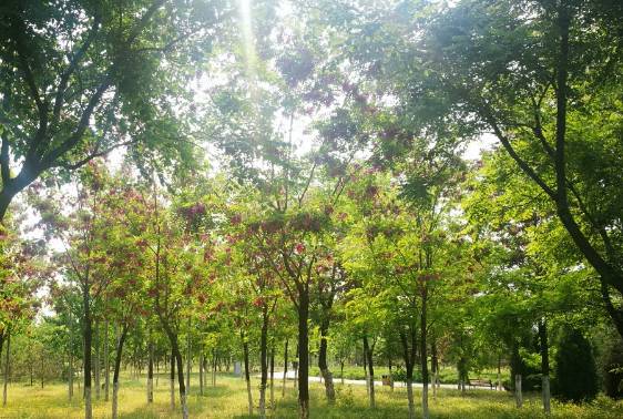 最高法：最嚴(yán)格制度最嚴(yán)密法治保護(hù)森林生態(tài)