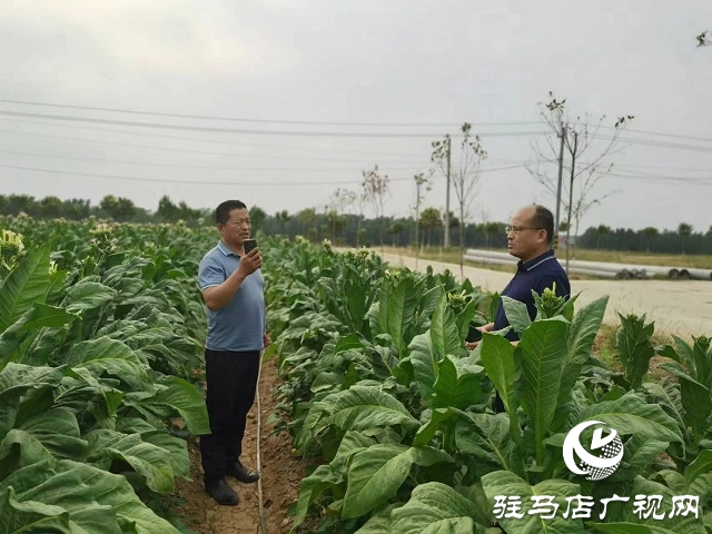 河南泌陽(yáng)郭集鎮(zhèn)：綠葉變“金葉”點(diǎn)“燃”鄉(xiāng)村產(chǎn)業(yè)振興