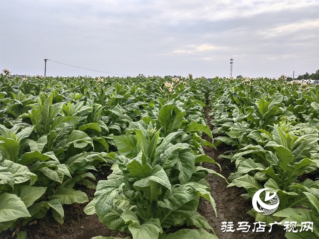 河南泌陽(yáng)郭集鎮(zhèn)：綠葉變“金葉”點(diǎn)“燃”鄉(xiāng)村產(chǎn)業(yè)振興