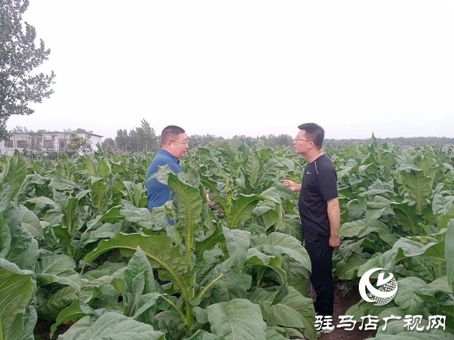 河南泌陽(yáng)郭集鎮(zhèn)：綠葉變“金葉”點(diǎn)“燃”鄉(xiāng)村產(chǎn)業(yè)振興