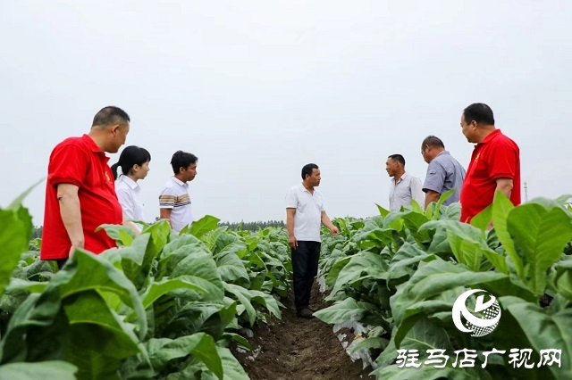 河南泌陽(yáng)郭集鎮(zhèn)：綠葉變“金葉”點(diǎn)“燃”鄉(xiāng)村產(chǎn)業(yè)振興