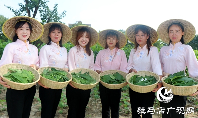 芝麻葉揉三遍，拿肉也不換 正道芝麻葉喜迎豐收