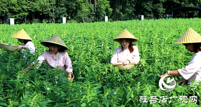 芝麻葉揉三遍，拿肉也不換 正道芝麻葉喜迎豐收