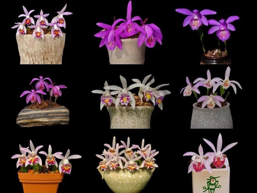 注意！你買的可能是國(guó)家二級(jí)保護(hù)植物