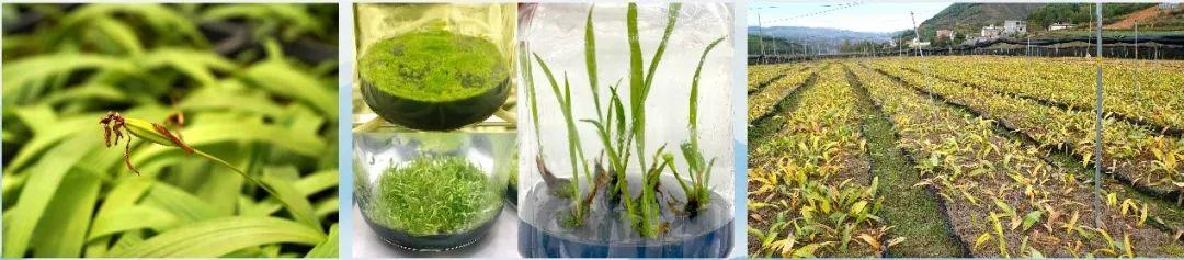 注意！你買的可能是國(guó)家二級(jí)保護(hù)植物