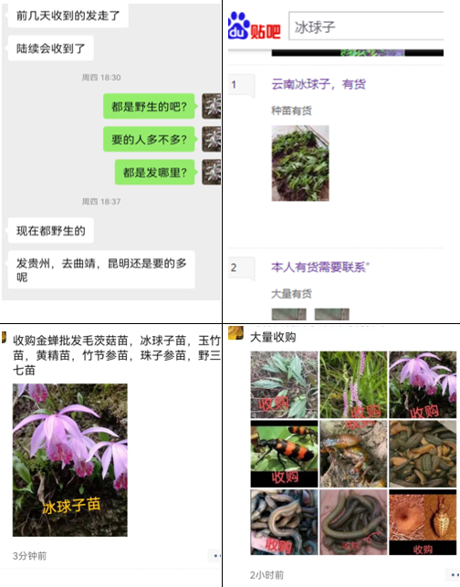 注意！你買的可能是國(guó)家二級(jí)保護(hù)植物