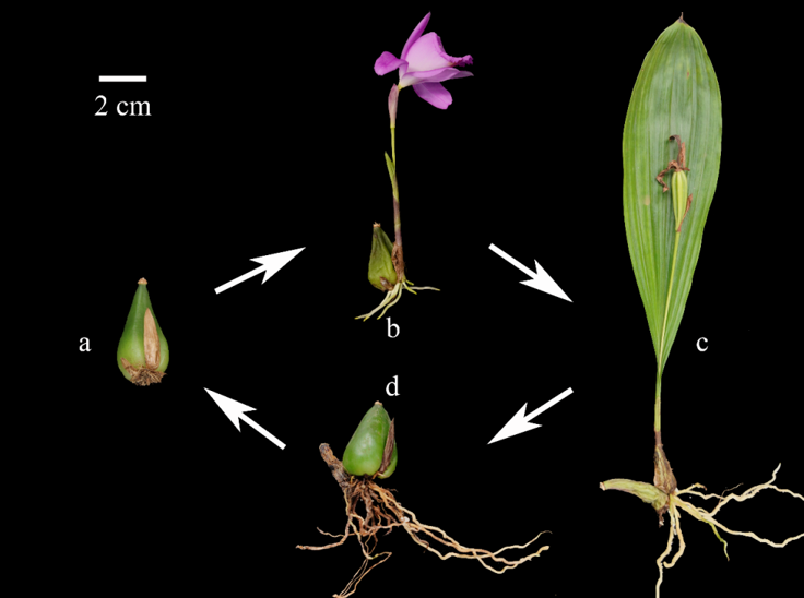 注意！你買的可能是國(guó)家二級(jí)保護(hù)植物
