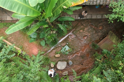 樂(lè)山一餐廳現(xiàn)恐龍足跡？專(zhuān)家考察認(rèn)定系雷龍足跡