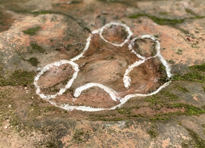 樂(lè)山一餐廳現(xiàn)恐龍足跡？專(zhuān)家考察認(rèn)定系雷龍足跡