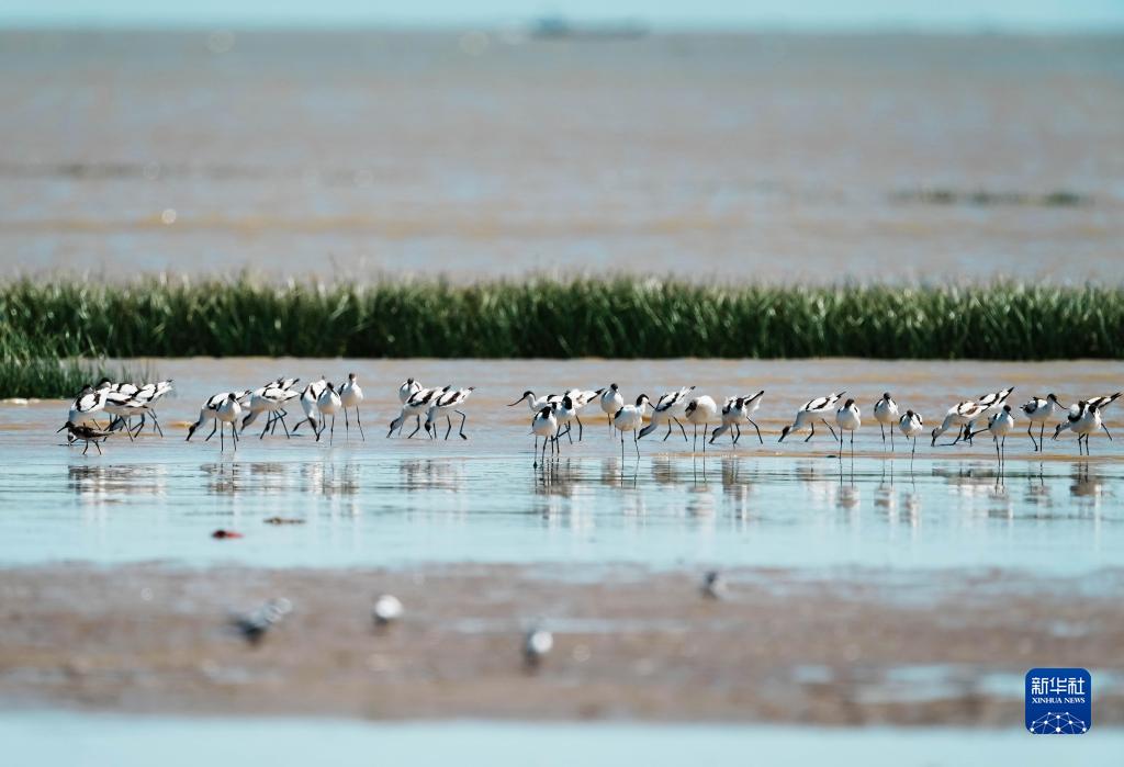 閩江河口濕地迎來(lái)候鳥(niǎo)“先頭部隊(duì)”