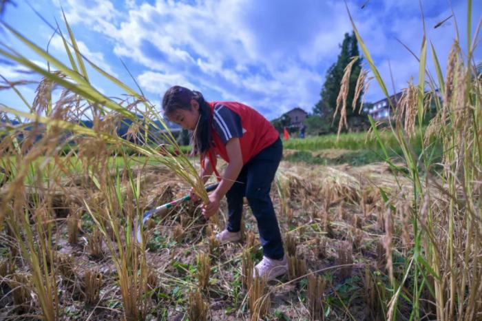 勞動課寫入新學期課表！教什么？在哪上？