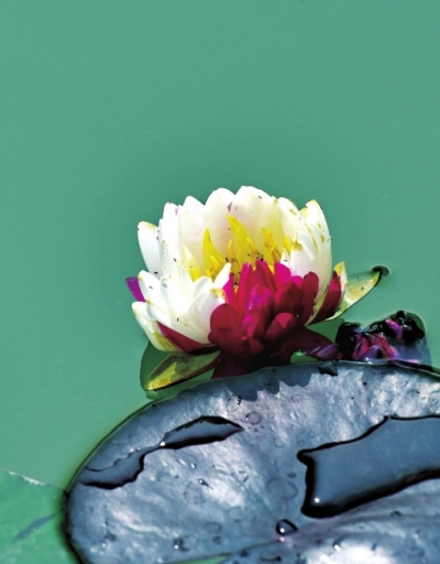 雙色睡蓮你見(jiàn)過(guò)沒(méi)？汝南縣荷花培育基地的“寶貝”盛開(kāi)啦