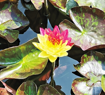 雙色睡蓮你見(jiàn)過(guò)沒(méi)？汝南縣荷花培育基地的“寶貝”盛開(kāi)啦