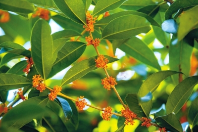 丹桂飄香 桂花有幾種顏色、哪種最香？你了解嗎