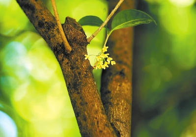 丹桂飄香 桂花有幾種顏色、哪種最香？你了解嗎