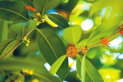 丹桂飄香 桂花有幾種顏色、哪種最香？你了解嗎