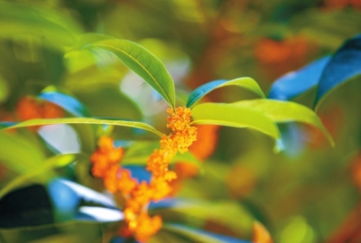 丹桂飄香 桂花有幾種顏色、哪種最香？你了解嗎