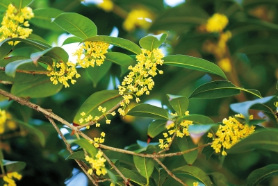 丹桂飄香 桂花有幾種顏色、哪種最香？你了解嗎