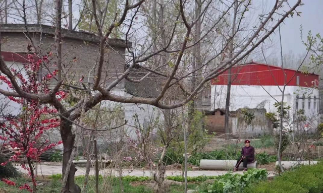 西平縣嫘祖鎮(zhèn):歷史文化厚重久遠 “董橋符號”源遠流長