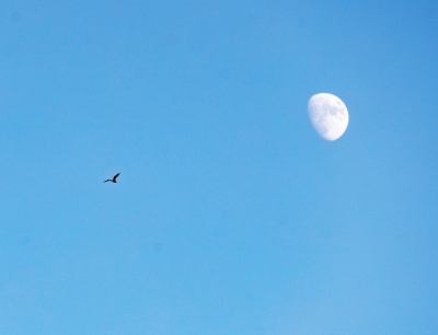 為何各地八景中都有一輪月？杜甫“月是故鄉(xiāng)明”有答案了