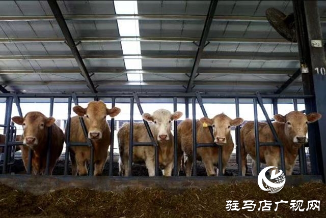 泌陽(yáng)縣：踔厲奮發(fā) 篤行不怠 奮力譜寫(xiě)現(xiàn)代化建設(shè)新篇章